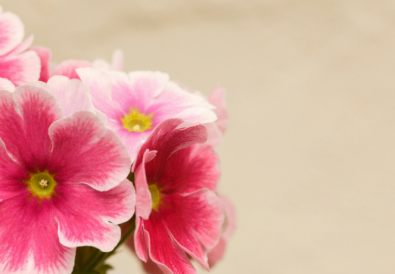 Primula Obconica photo