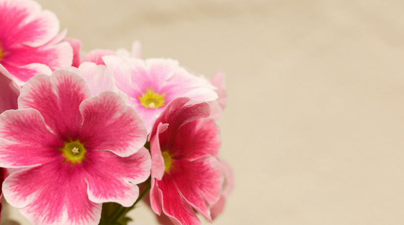 Primula Obconica photo