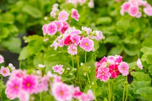 Primula obonica coltivare photo