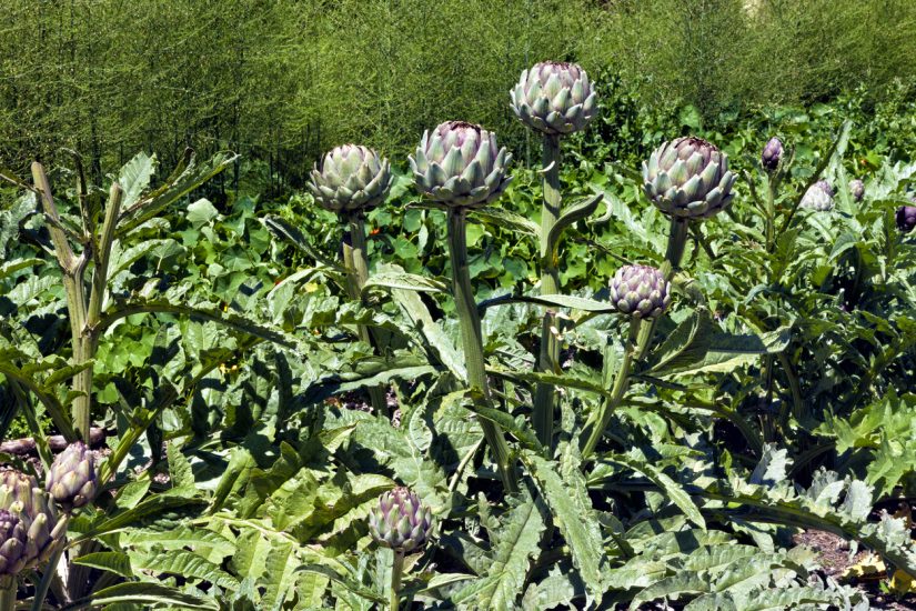 Come coltivare i carciofi? Fito