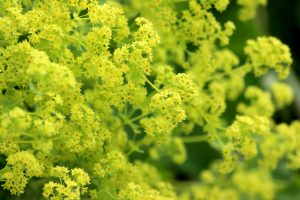 Alchemilla pianta da ombra 