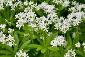 Galium odoratum pianta da ombra 