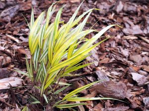 Hakonechloa macra Aureola pianta da ombra