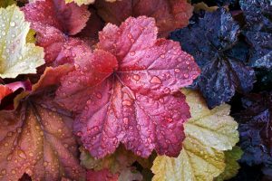 Heuchera pianta da ombra