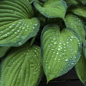 Hosta pianta da ombra 