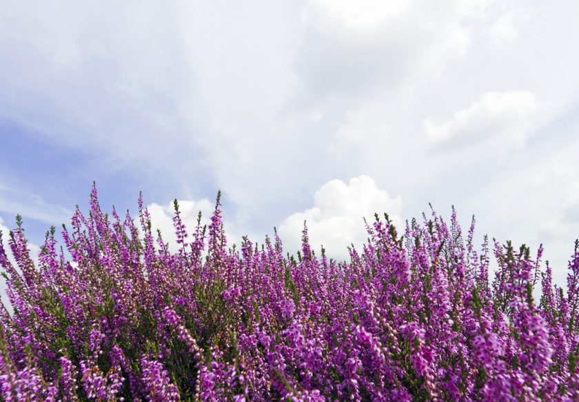 Come coltivare la pianta di lupino? Fito