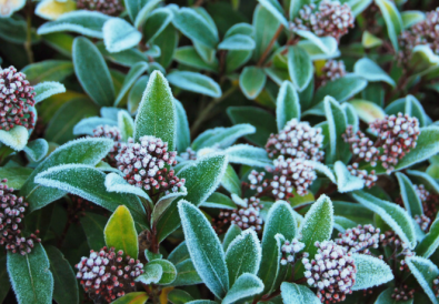 Lavori giardino e orto gennaio