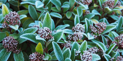 Lavori giardino e orto gennaio