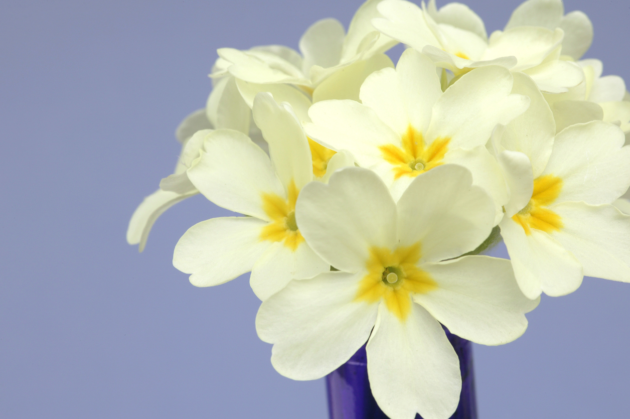 I 5 Fiori di primavera da piantare a marzo! | Fito