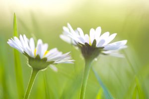 Margherite fiori da piantare a marzo