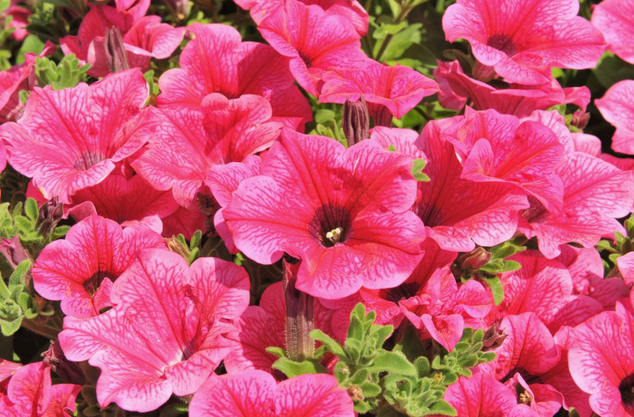 I 5 Fiori di primavera da piantare a marzo! | Fito