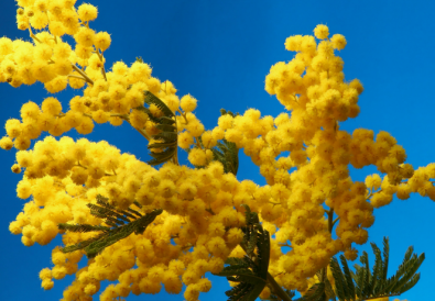 Coltivare mimosa in vaso