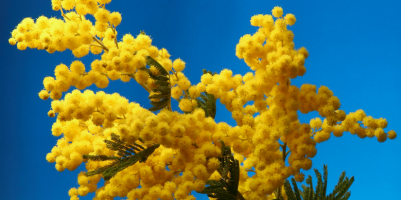 Coltivare mimosa in vaso