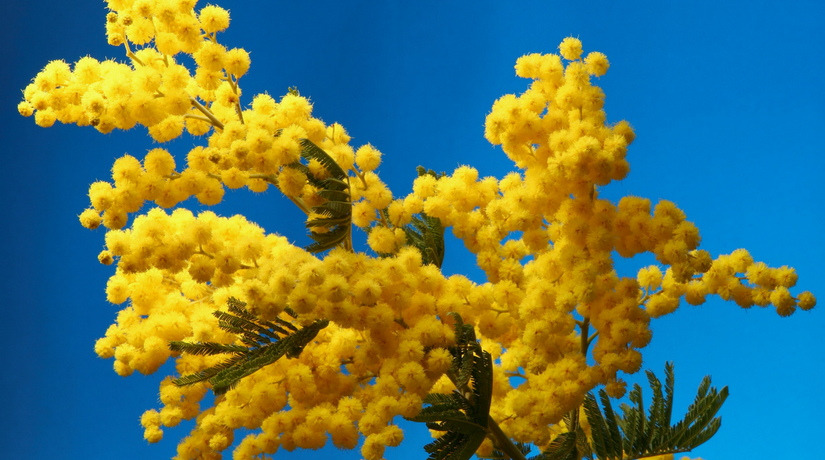 Coltivare mimosa in vaso