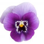 viola del pensiero mangiare