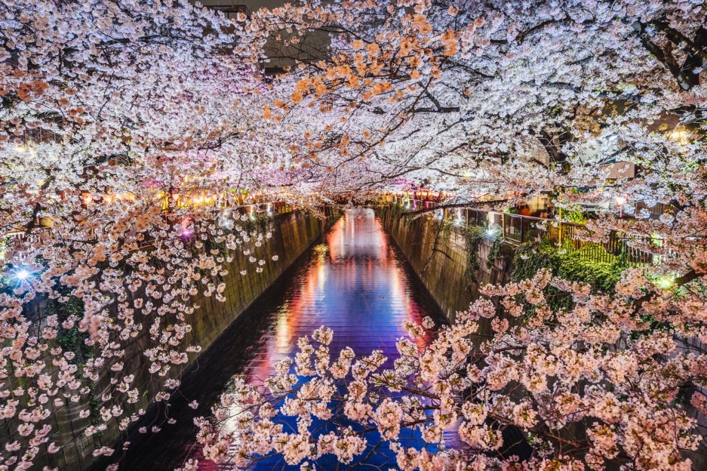 albero delle biciclette in giappone