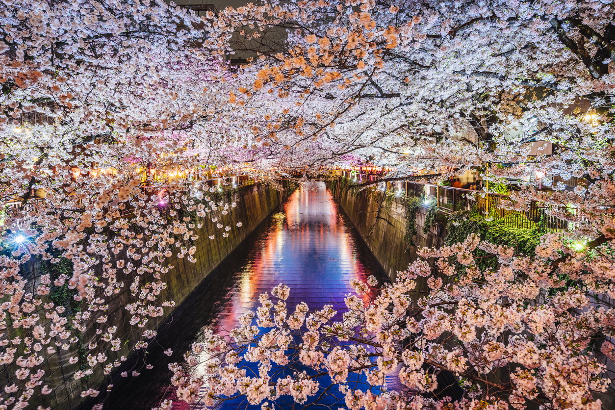 Sakura la fioritura dei ciliegi in Giappone Fito