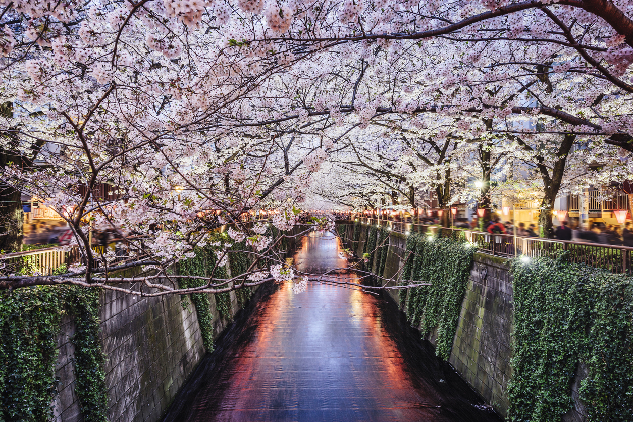 Sakura la fioritura dei ciliegi in Giappone Fito