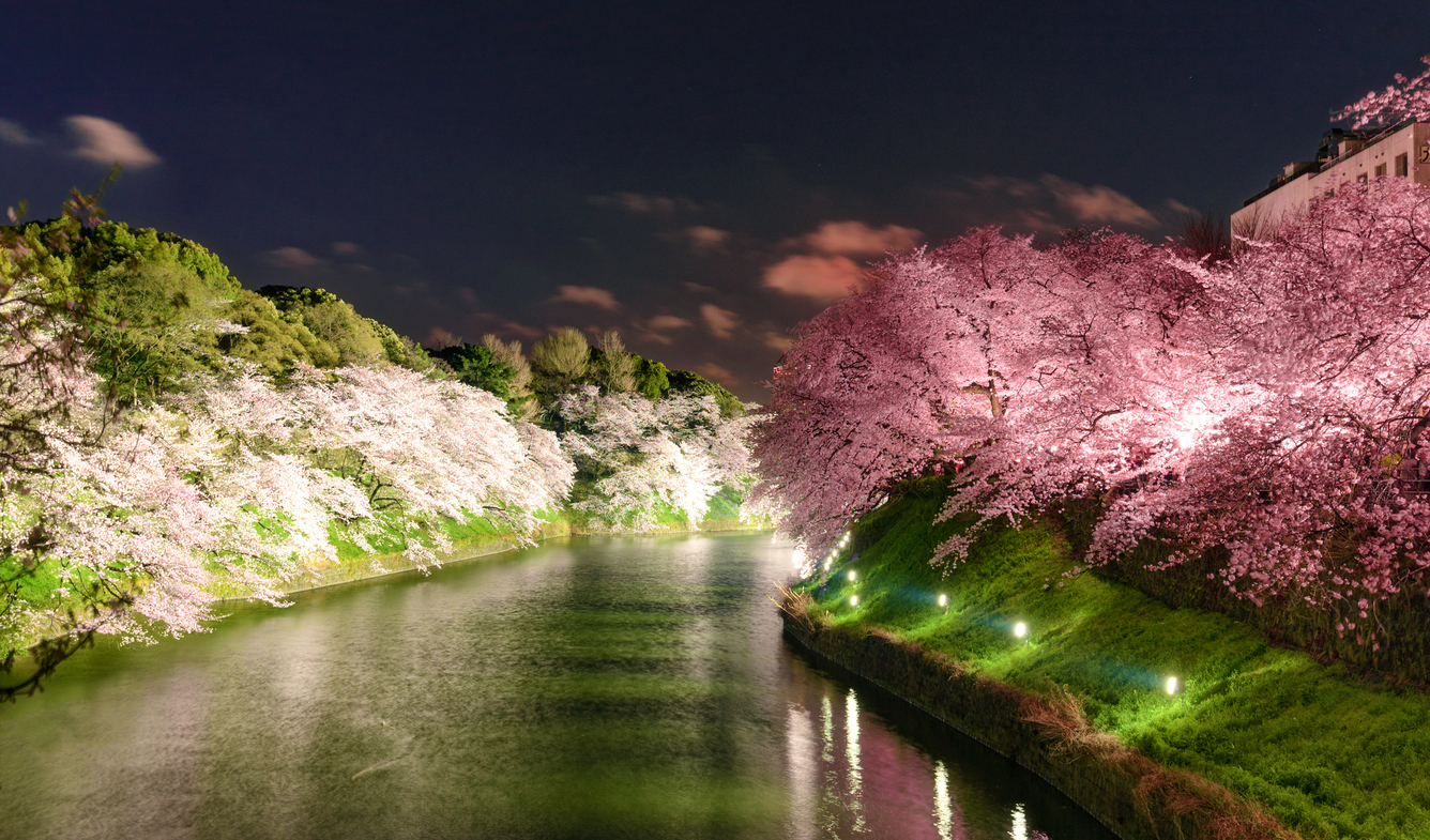 Sakura la fioritura dei ciliegi in Giappone Fito
