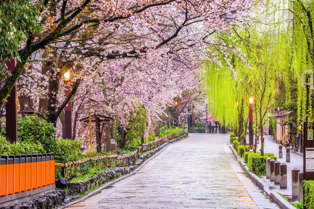 Sakura la fioritura dei ciliegi in Giappone Fito