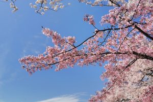 Fioritura ciliegi Giappone