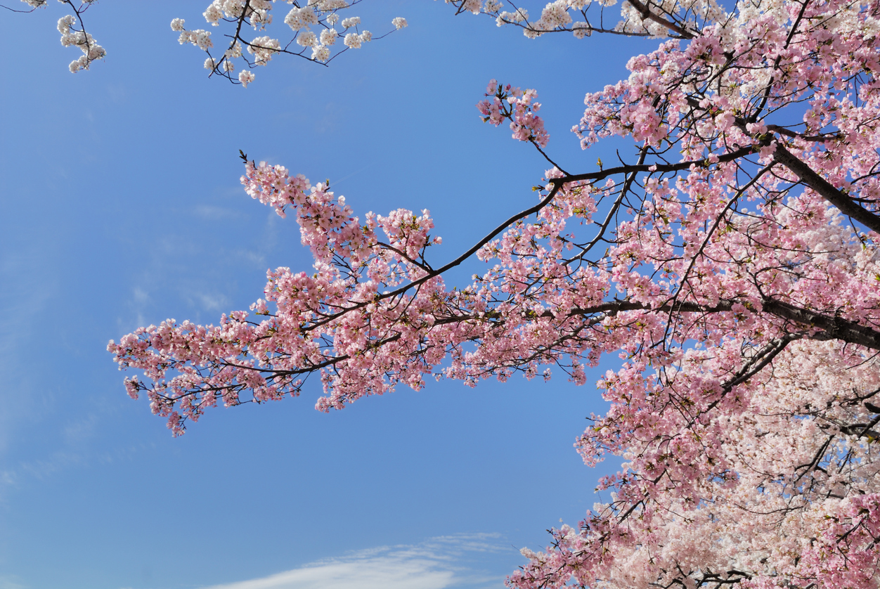 Sakura la fioritura dei ciliegi in Giappone Fito