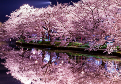 sakura-La-fioritura-dei-ciliegi-in-Giappone