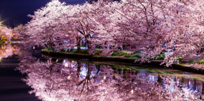 sakura-La-fioritura-dei-ciliegi-in-Giappone