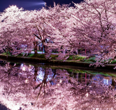 sakura-La-fioritura-dei-ciliegi-in-Giappone