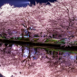 sakura-La-fioritura-dei-ciliegi-in-Giappone