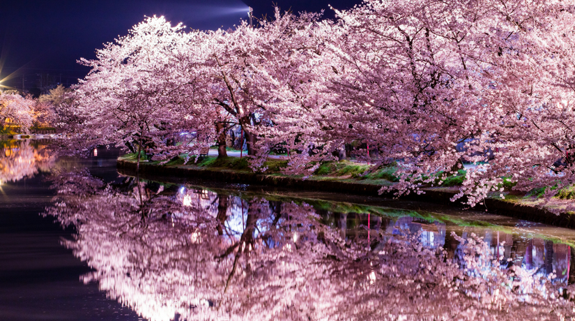 sakura-La-fioritura-dei-ciliegi-in-Giappone