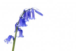 Campanula single