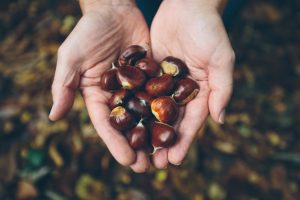 raccolta castagne fase lunare