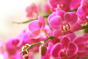 Come Curare Le Orchidee In Casa I Nostri Consigli Per Punti