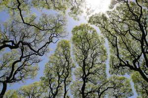 crown-shyness-01