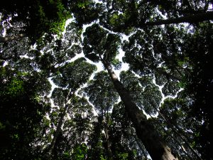 crown-shyness-03