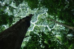 crown-shyness-06