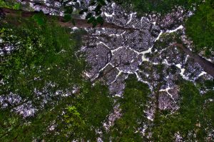 crown-shyness-07