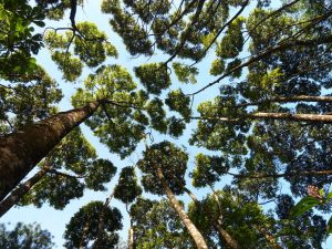 crown-shyness-08