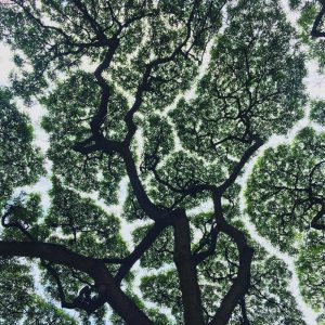 crown-shyness-10