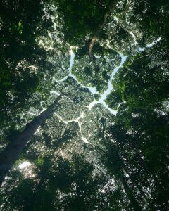 crown-shyness-11