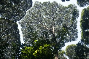 crown-shyness-13