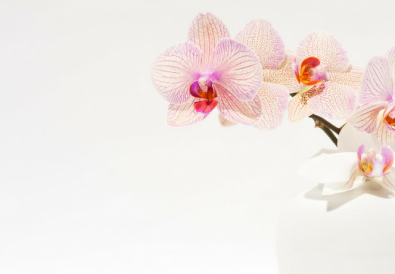 come-curare-le-orchidee-in-casa -cover