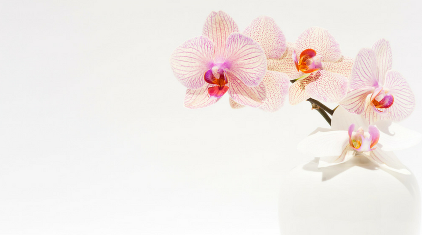 Come Curare Le Orchidee In Casa I Nostri Consigli Per Punti