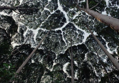 crown-shyness-cover