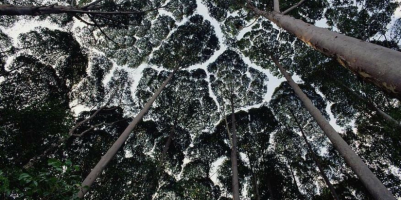 crown-shyness-cover