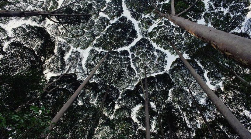 crown-shyness-cover