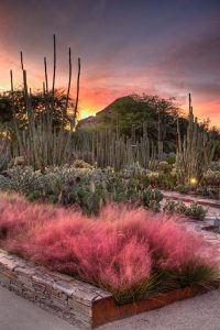 Desert Botanical Garden, Arizona