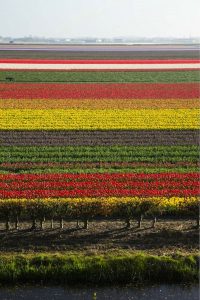 Parco botanico di Keukenhof, Lisse, Paesi Bassi