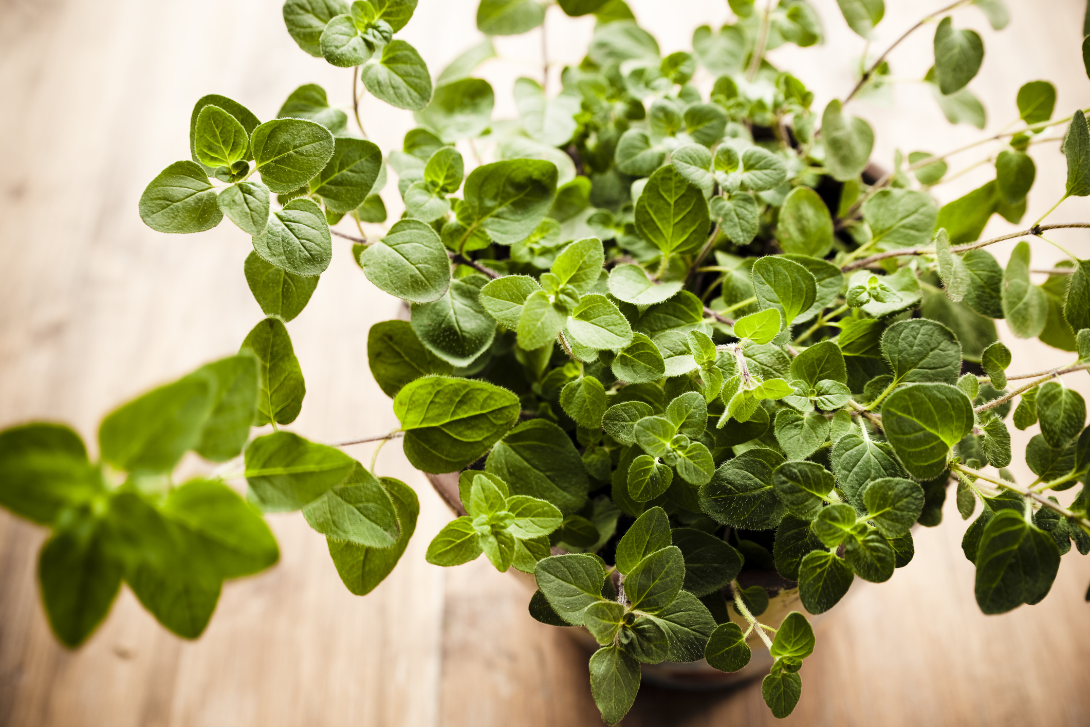 Coltivazione origano pianta aromatica balcone